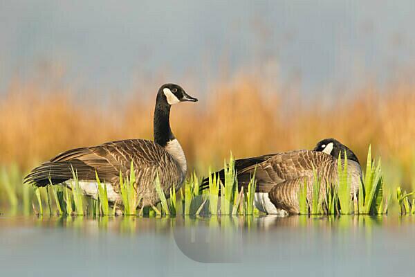 Branta canadensis for the canada goose for example deals